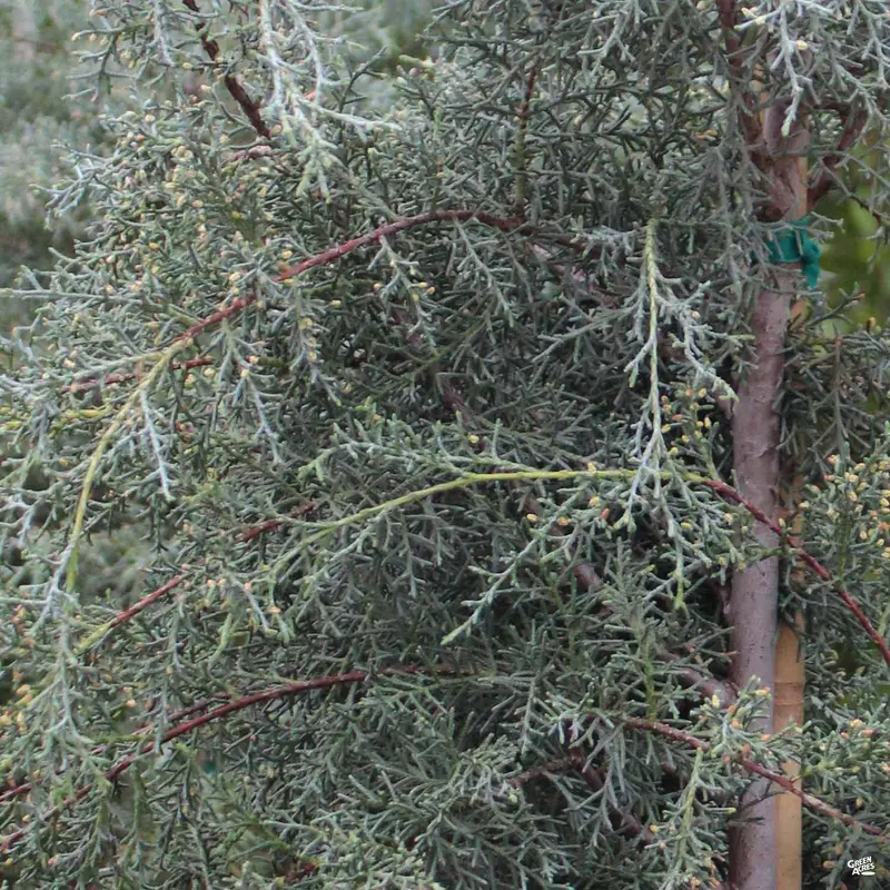 Arizona Cypress 'Carolina Sapphire'