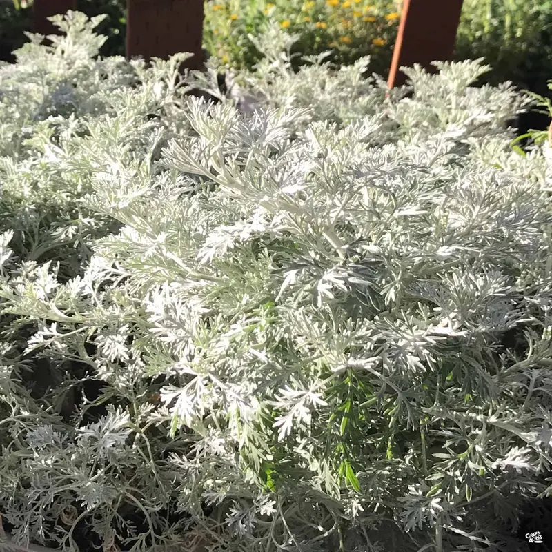 Artemisia 'Powis Castle'
