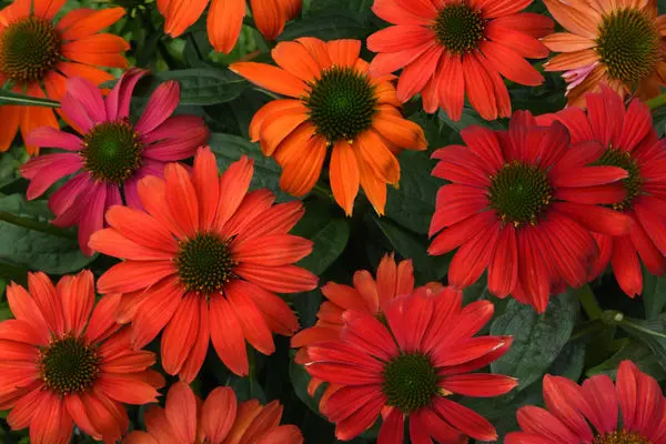 Artisan™ Red Ombre Coneflower