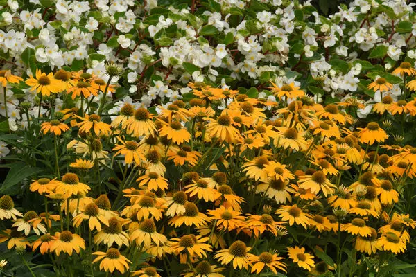 Artisan™ Yellow Ombre Coneflower