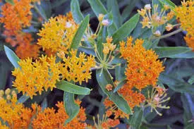 Asclepias - Milkweed - 5" Fancy