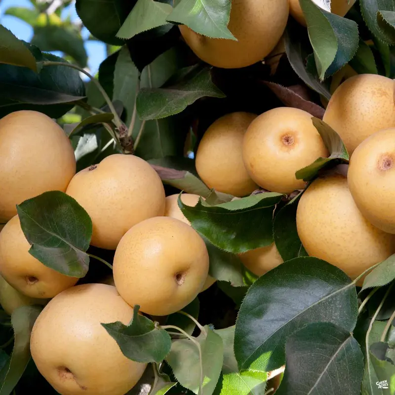 Asian Pear '20th Century'