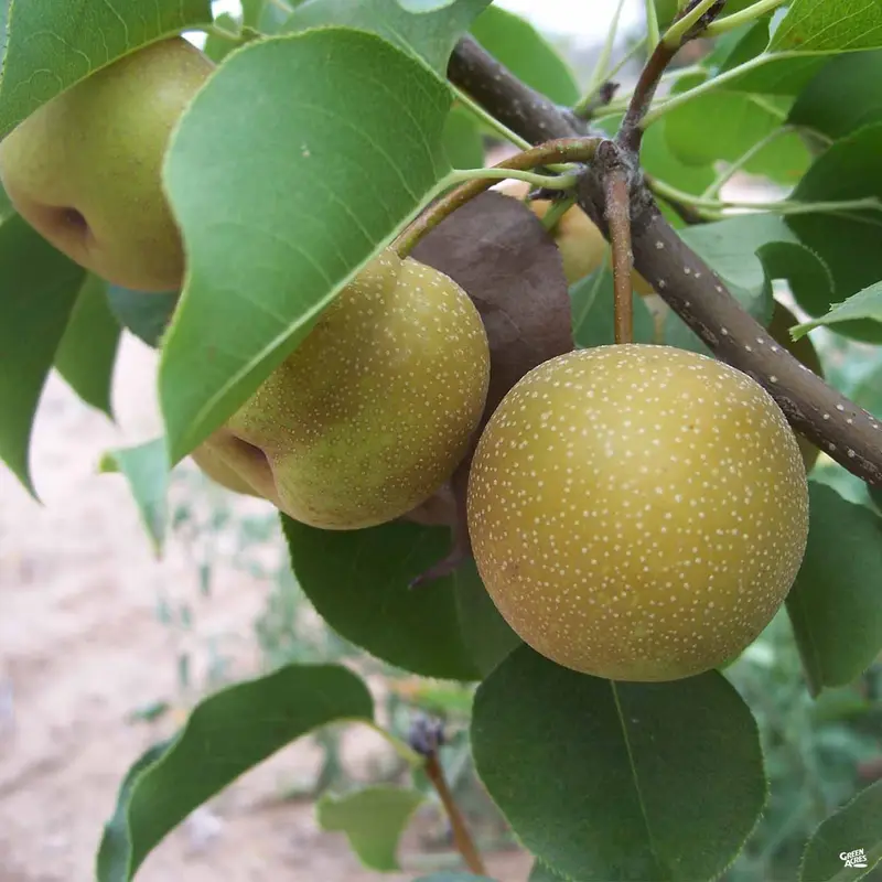 Asian Pear 'Shinko' Bareroot