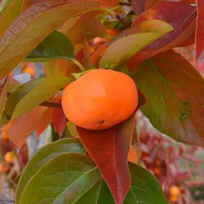 Asian Persimmon 'Cardinal™' (Diospyros kaki)