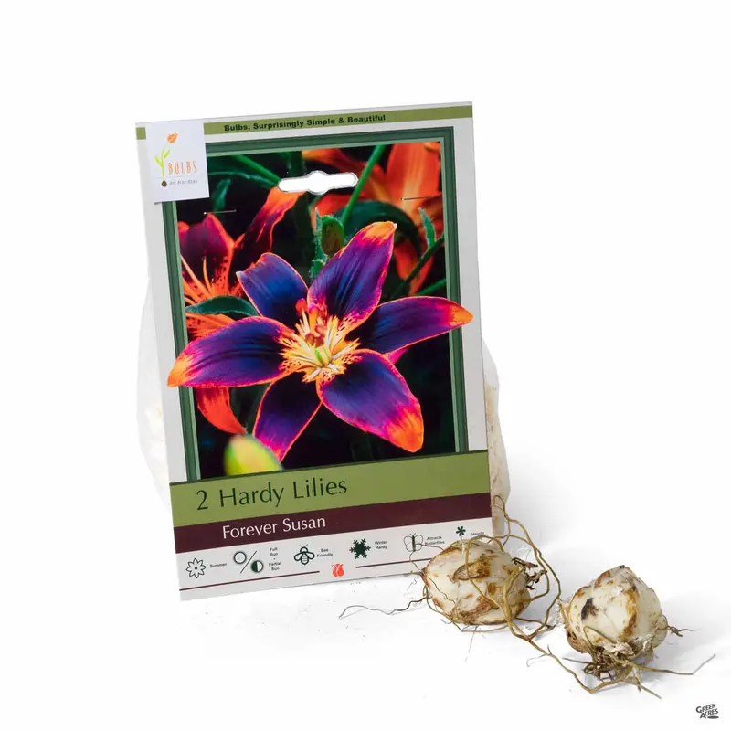 Asiatic Lily ‘Forever Susan’