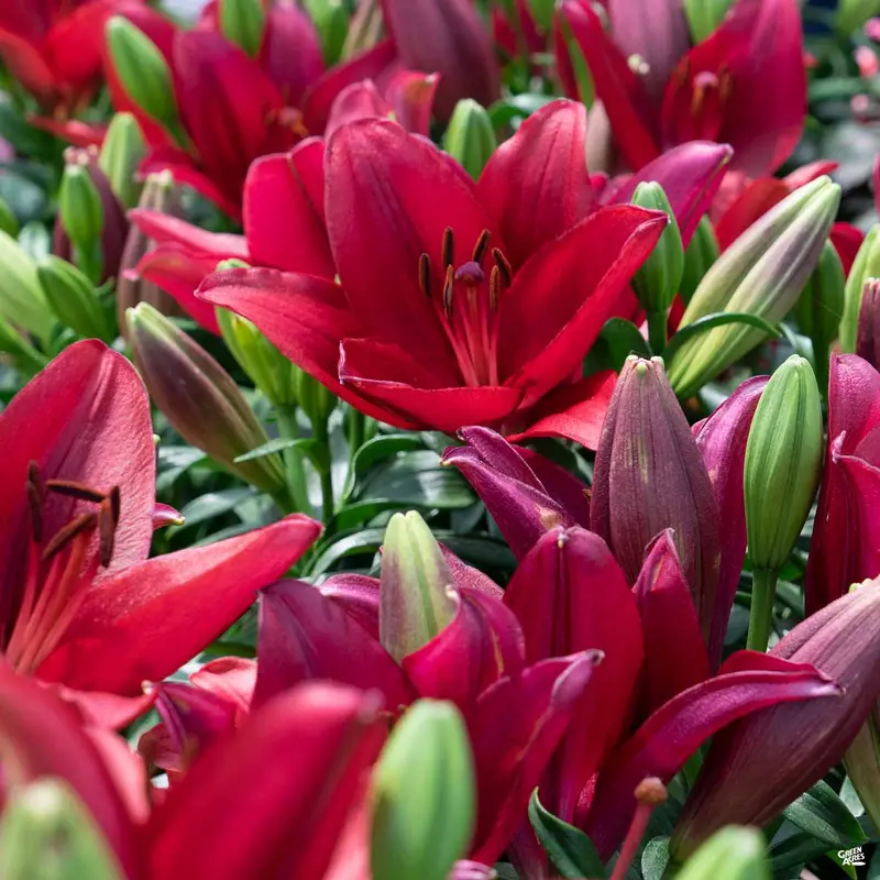 Asiatic Lily