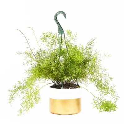 Asparagus aethiopicus 'Sprengeri' (Sprenger's Asparagus Fern)