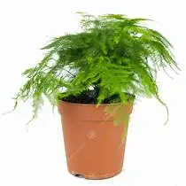 Asparagus setaceus (Plumosa Asparagus Fern)