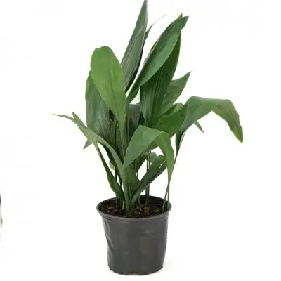 Aspidistra elatior (Cast Iron Plant)