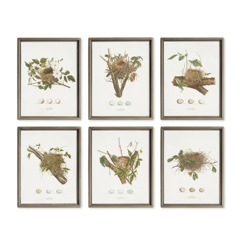 Assorted Bird Nest Study St/6