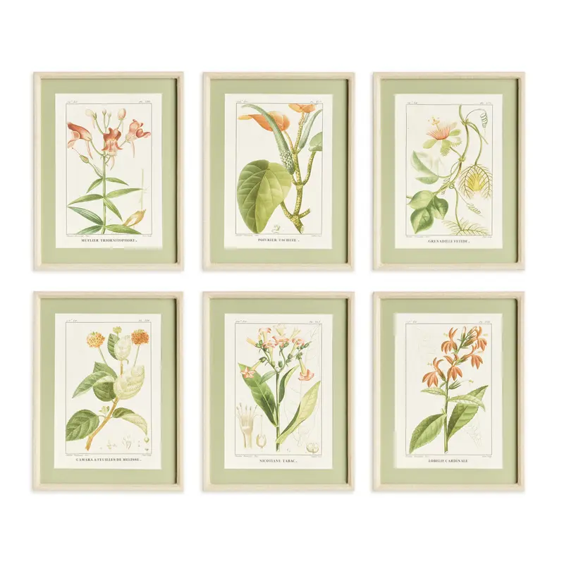 Assorted Blooming Plant Study St/6