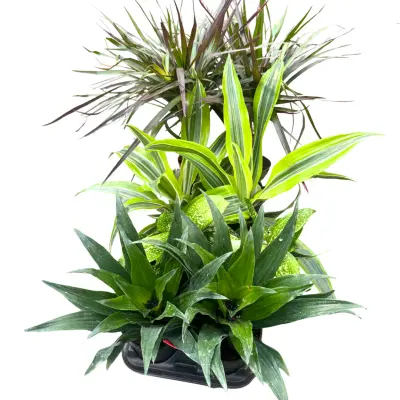 Assorted Dracaena (Dragon Tree)
