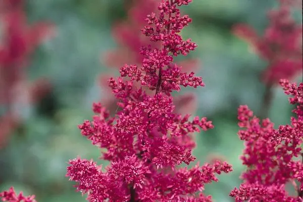 Astilbe- Fanal Red Astilbe