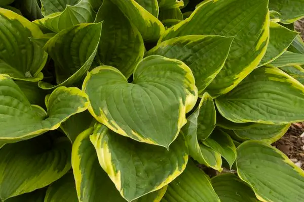 Aureomarginata Hosta
