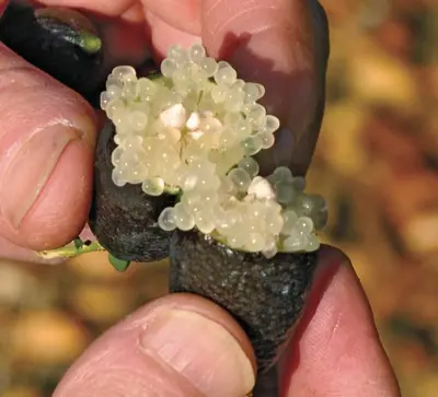 Australian Finger Lime Citrus (Microcitrus australasica)