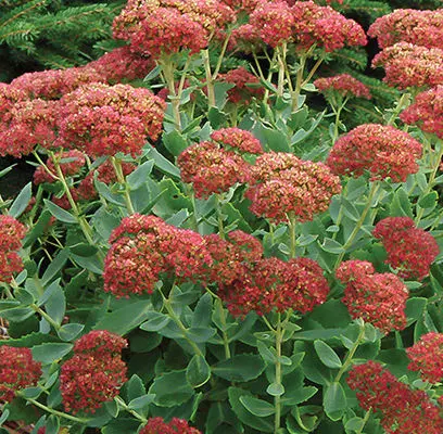 Autumn Fire Stonecrop