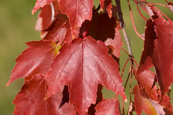 Autumn Radiance® Maple