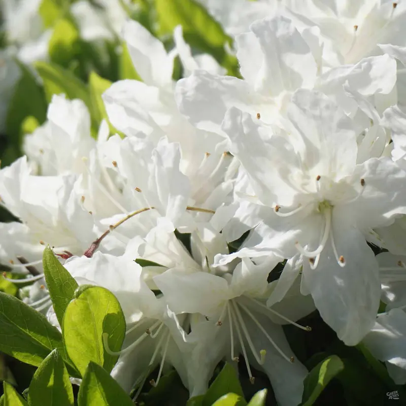 Azalea 'G.G. Gerbing'
