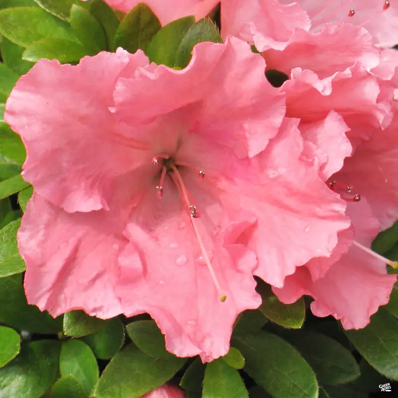 Azalea 'Gumpo Pink'