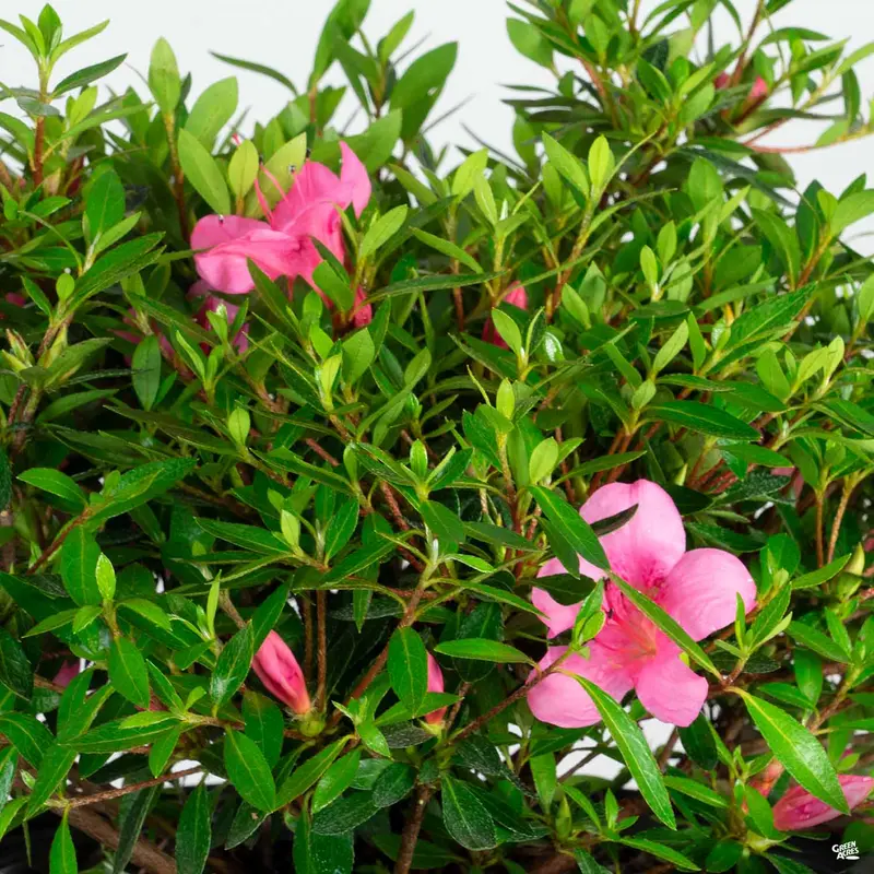 Azalea 'Oku'