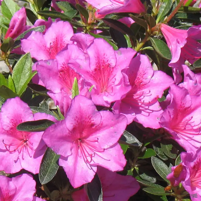 Azalea 'Phoenicia/Formosa'