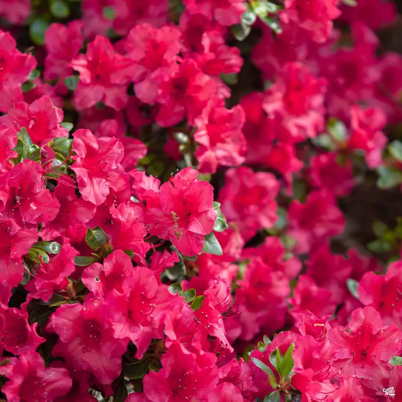 Azalea 'Red Ruffles'