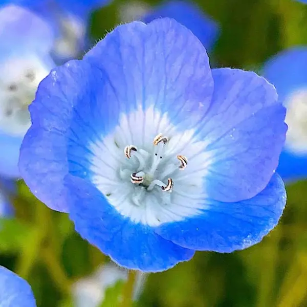 Baby Blue Eyes (Nemophila menziesii)