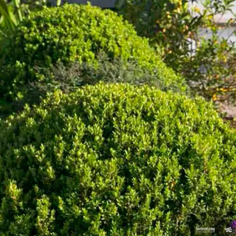 Baby Gem™ Boxwood