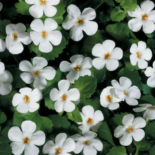 Bacopa-Giant snowflake white-4.5" Fancy