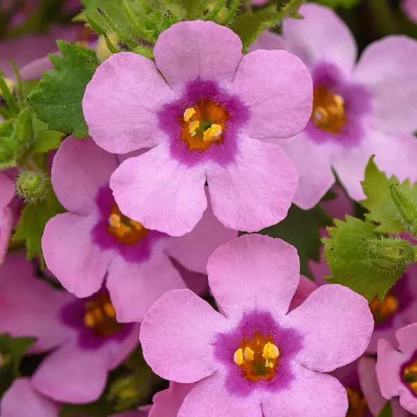 Bacopa ‘MegaCopa Dark Pink’