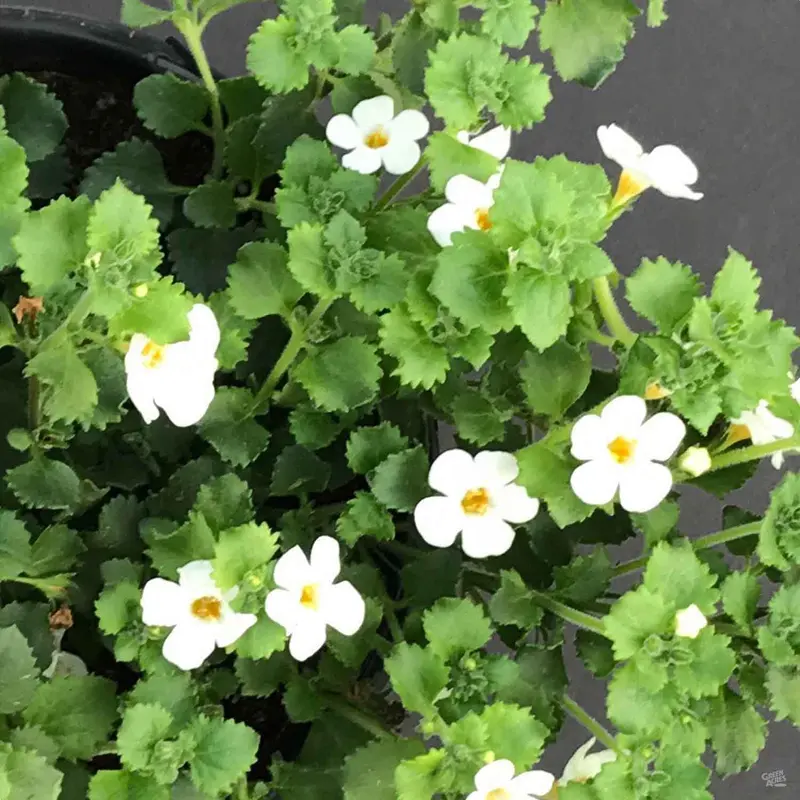 Bacopa