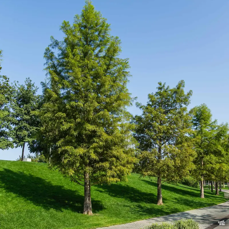 Bald Cypress