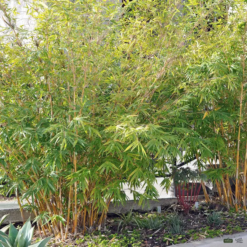 Bamboo 'Alphonse Karr'