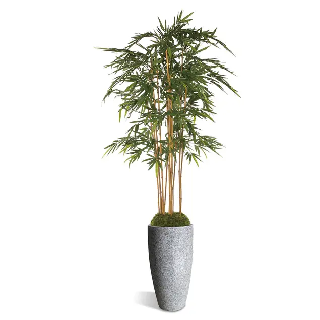 Bamboo Tree in Kawa Planter, Granite White By Gold Leaf Design Group