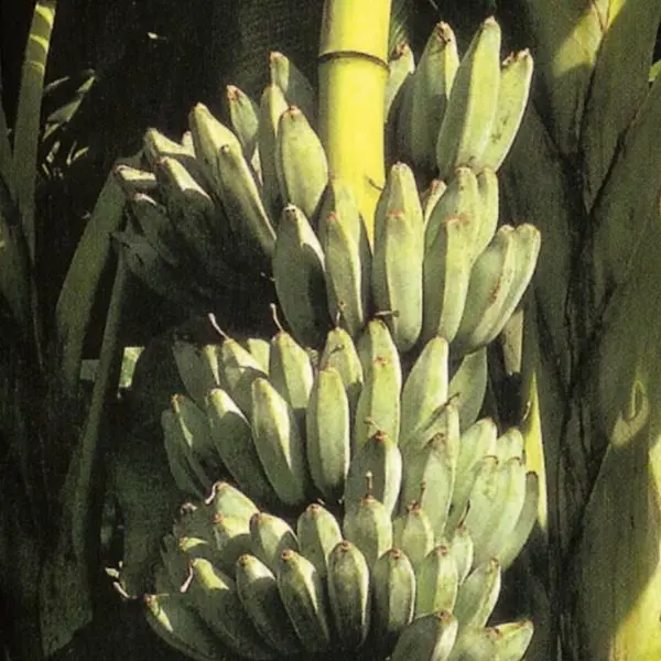 Banana Blue Java ‘Ice Cream’ (Musa acuminata)