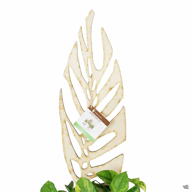 BARE™ Monstrella™ Plant Support