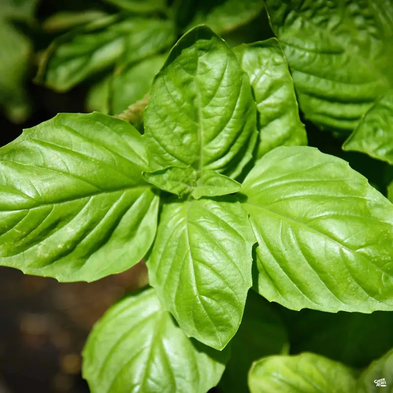 Basil 'Large Leaf Italian'