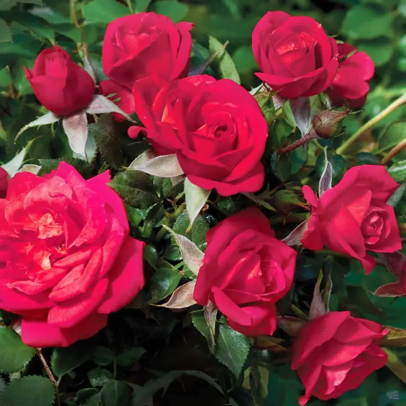 Be My Baby™ Miniature Rose