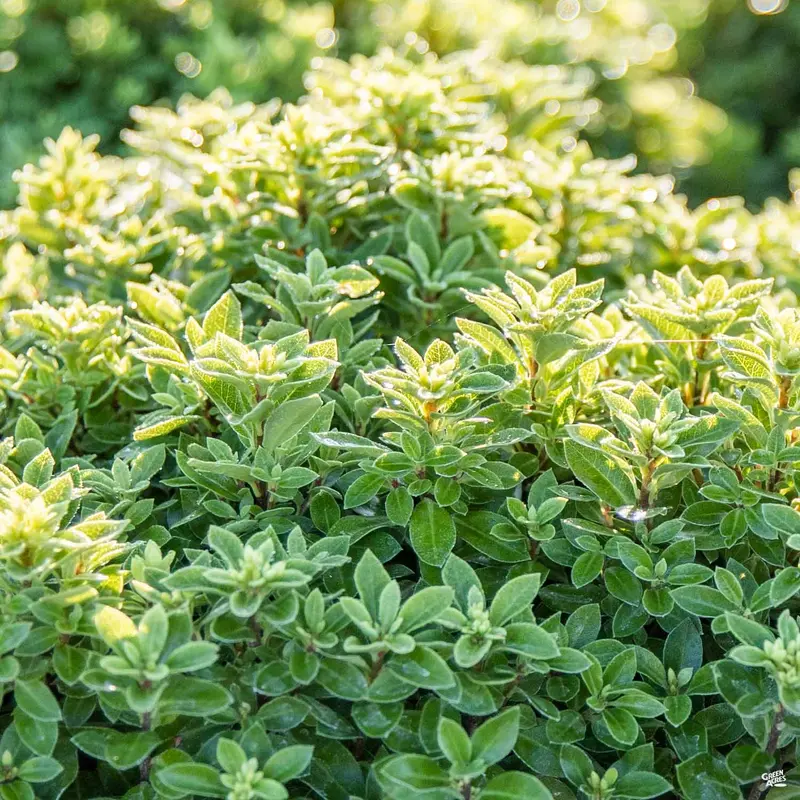 Beach Ball™ Black Stem Pittosporum