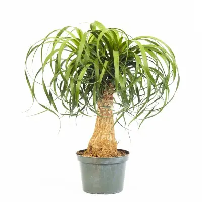 Beaucarnea recurvata (Ponytail Palm)