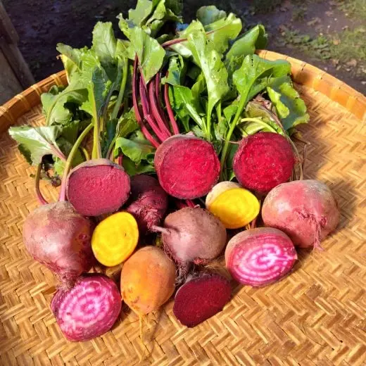 Beet 'Radicle Rainbow Mix' (Beta vulgaris) - Seed AS