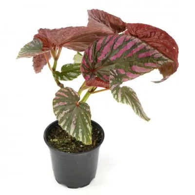 Begonia brevirimosa 'Exotica'