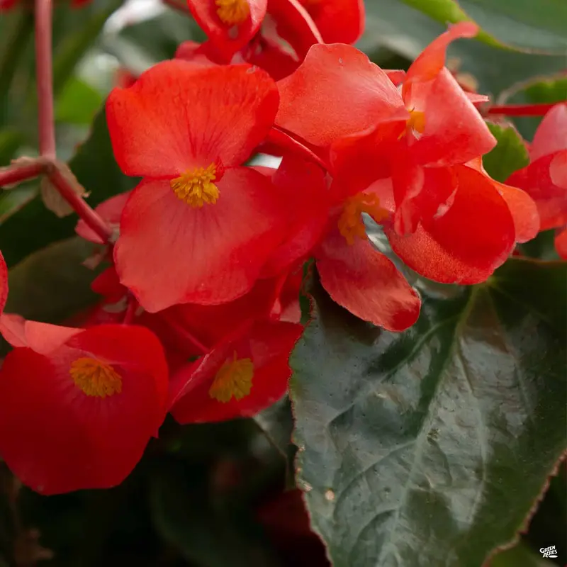 Begonia Hybrids