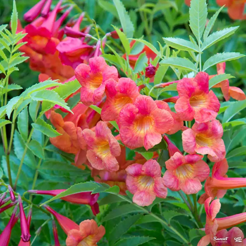 Bells of Fire™ Tecoma