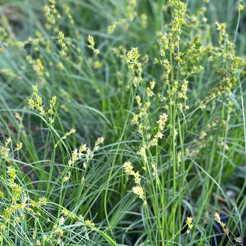 Berkeley Sedge