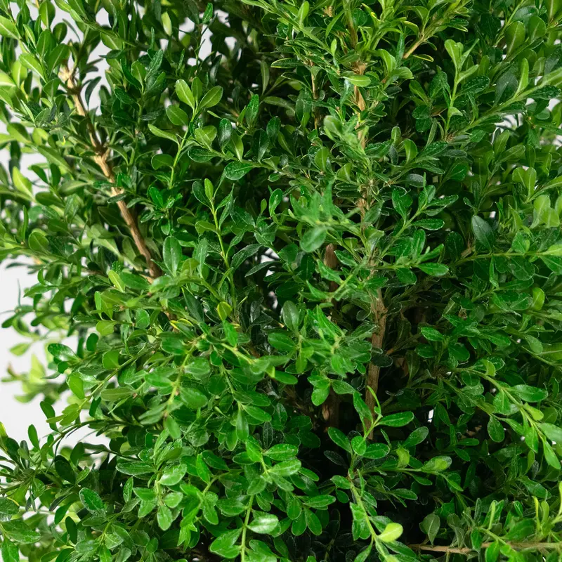 Better Boxwood® Skylight™