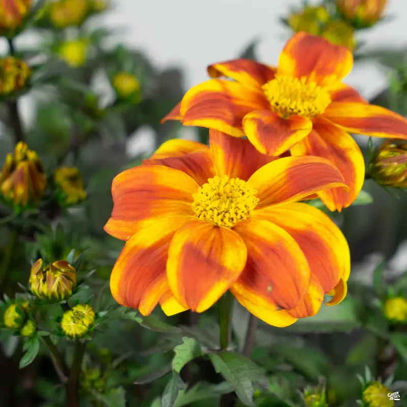 Bidens