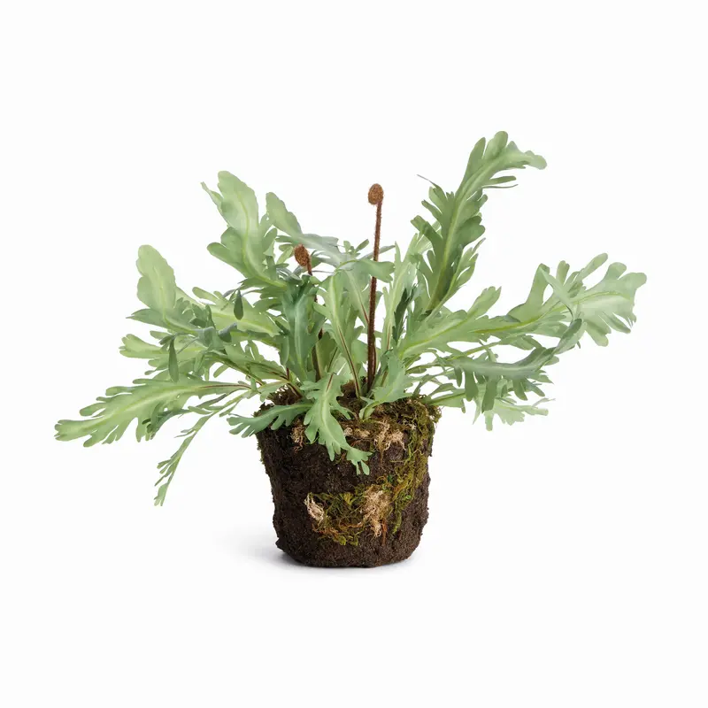 Birds Nest Fern Drop-In 13.5