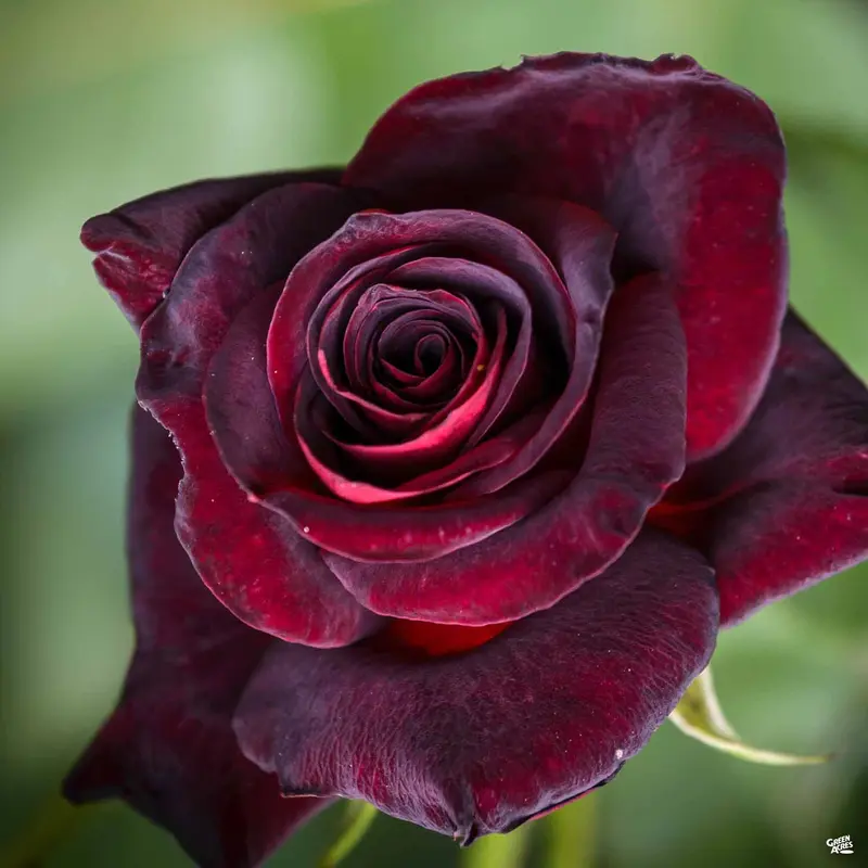 Black Baccara™ Rose Bareroot