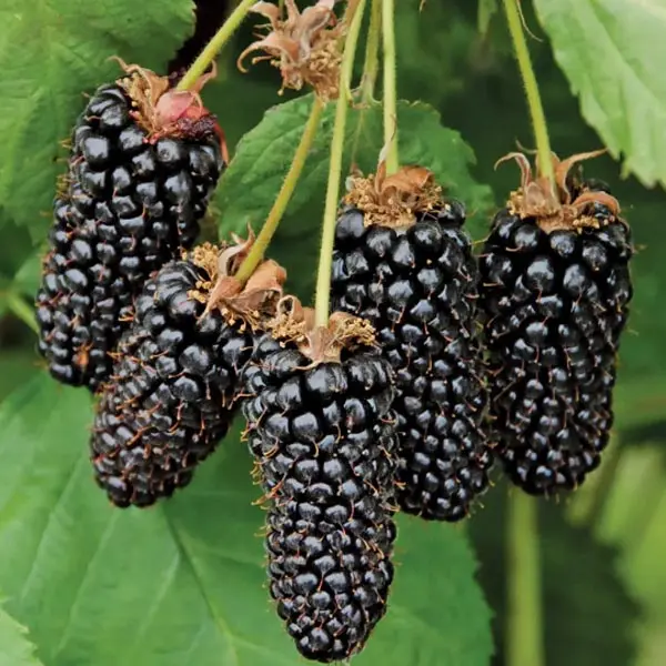 Blackberry 'Columbia Star' (Rubus hybrid)